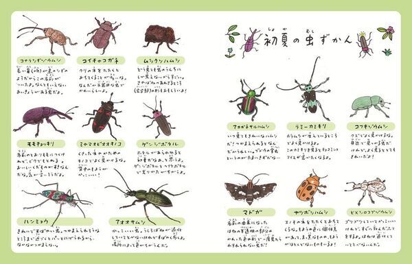 虫好き作家の意欲作！横山寛多氏の新刊児童書読み物『虫なんてとってどうするの？ ―ぼくとおじいちゃんの虫日記―』が2026年4月22日発売