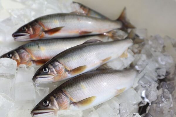 「伝統×創造」天然鮎の聖地「みやちか」がデザインコンテスト開催！