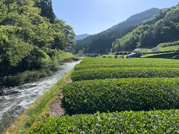 熊本県 人吉・球磨地域「三日月花祭」の特別企画『三日月茶会 ～人吉藩の茶景～』4/17(金)～5/24(日)開催