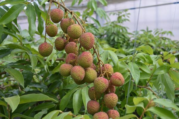 都心から60分の“ライチ狩り”！国内わずか1％の希少な完熟果実、高級ブランド「千の葉ライチ」が5月1日より予約受付を開始