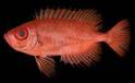 「アカネキントキ」は新種だった！西太平洋からキントキダイ科魚類を新種記載「Priacanthus starnesi」と命名