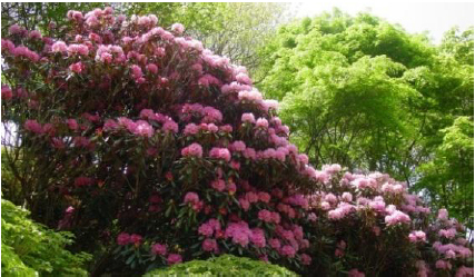 六甲高山植物園 ベストシーズン到来！花木の王様 ツクシシャクナゲが見頃です