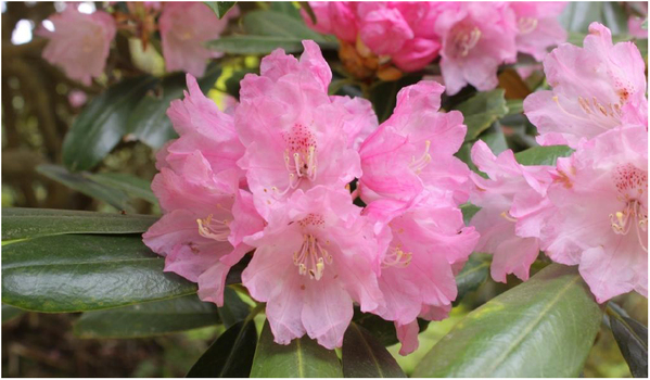 六甲高山植物園 ベストシーズン到来！花木の王様 ツクシシャクナゲが見頃です