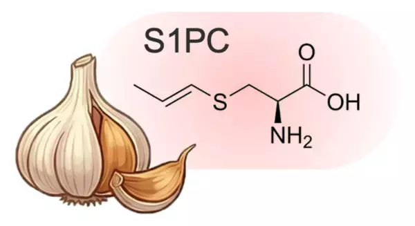 熟成ニンニク抽出液「S1PC」の抗老化作用に関する研究成果を発表　世界的な科学ジャーナルに論文が掲載