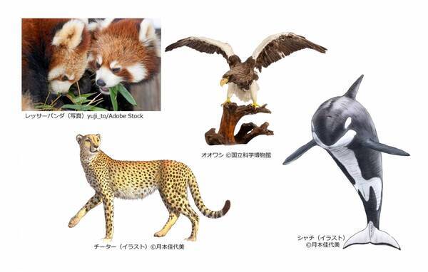 特別展「いきもの超ワールド展　国立科学博物館×ダーウィンが来た！」●いきもの超ワールド展　見どころ公開！●前売チケットは5月15日(金)午前10時発売開始！●ナビゲーター相葉雅紀さんからのメッセージ到着！