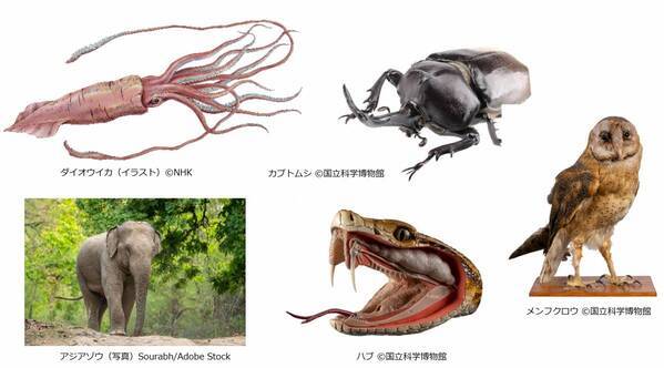 特別展「いきもの超ワールド展　国立科学博物館×ダーウィンが来た！」●いきもの超ワールド展　見どころ公開！●前売チケットは5月15日(金)午前10時発売開始！●ナビゲーター相葉雅紀さんからのメッセージ到着！