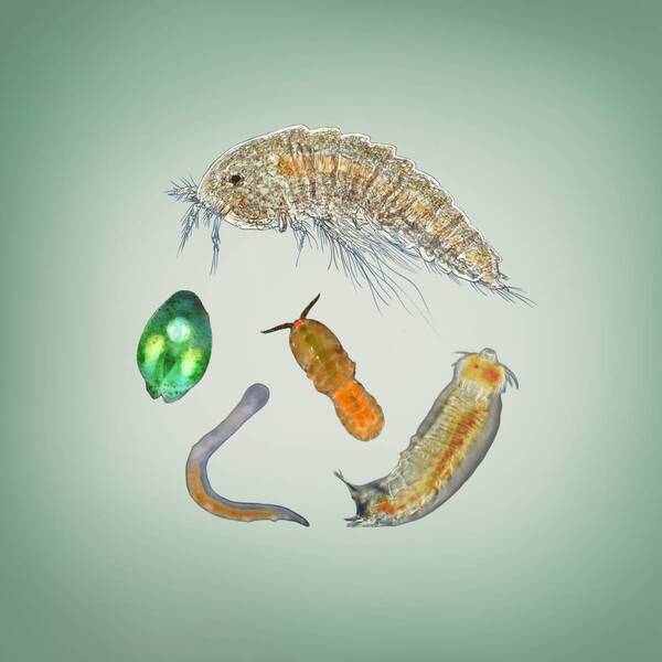 特別展「いきもの超ワールド展　国立科学博物館×ダーウィンが来た！」●いきもの超ワールド展　見どころ公開！●前売チケットは5月15日(金)午前10時発売開始！●ナビゲーター相葉雅紀さんからのメッセージ到着！