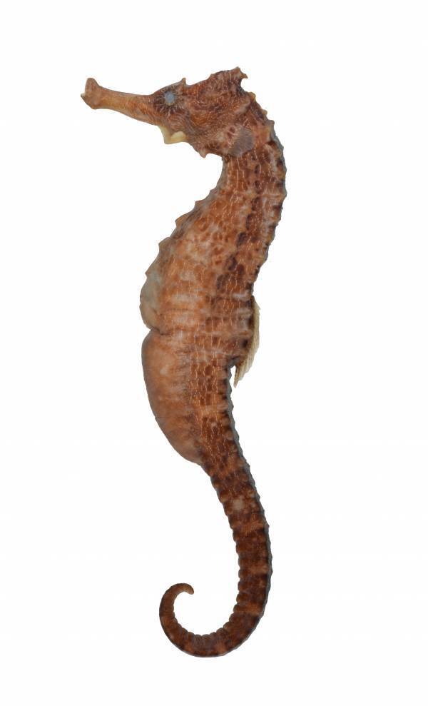 特別展「いきもの超ワールド展　国立科学博物館×ダーウィンが来た！」●いきもの超ワールド展　見どころ公開！●前売チケットは5月15日(金)午前10時発売開始！●ナビゲーター相葉雅紀さんからのメッセージ到着！