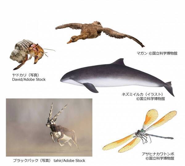 特別展「いきもの超ワールド展　国立科学博物館×ダーウィンが来た！」●いきもの超ワールド展　見どころ公開！●前売チケットは5月15日(金)午前10時発売開始！●ナビゲーター相葉雅紀さんからのメッセージ到着！