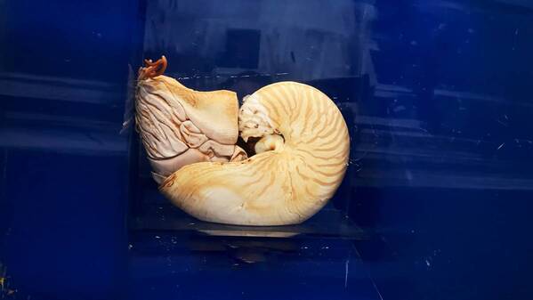 特別展「いきもの超ワールド展　国立科学博物館×ダーウィンが来た！」●いきもの超ワールド展　見どころ公開！●前売チケットは5月15日(金)午前10時発売開始！●ナビゲーター相葉雅紀さんからのメッセージ到着！