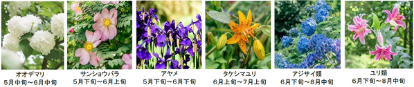 六甲高山植物園 花盛り！大群落の「クリンソウ」が見頃です