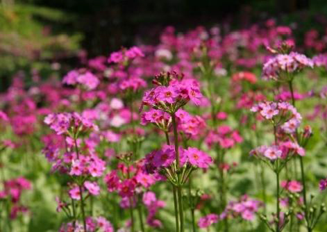 六甲高山植物園 花盛り！大群落の「クリンソウ」が見頃です