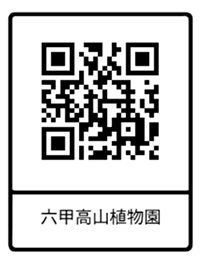 六甲高山植物園 高山植物が続々開花！伝説の恋の花 クロユリが見頃です！