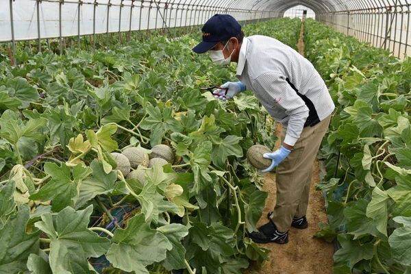 “幻のメロン”銚子メロン、6月1日今季出荷開始　銚子の初夏の風物詩
