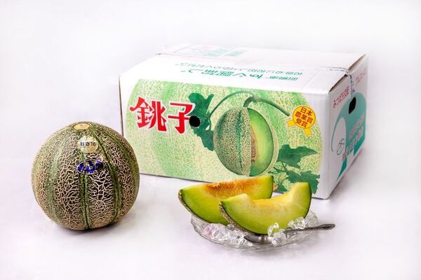 “幻のメロン”銚子メロン、6月1日今季出荷開始　銚子の初夏の風物詩