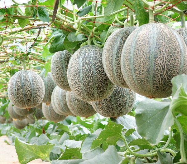 “幻のメロン”銚子メロン、6月1日今季出荷開始　銚子の初夏の風物詩