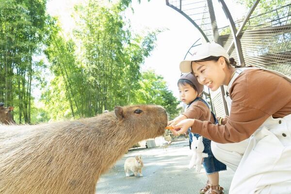 「キリンと朝食」が再開！動物園×グランピング施設『THE BAMBOO FOREST』夏限定・流しそうめん付き宿泊プランも開始