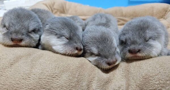 世界カワウソの日 World Otter Day2026に「カワウソさんを知る」ワークショップの開始をお知らせします。
