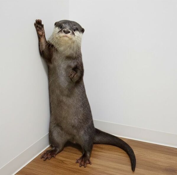 世界カワウソの日 World Otter Day2026に「カワウソさんを知る」ワークショップの開始をお知らせします。