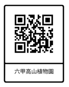六甲高山植物園 梅雨を彩る優しい香り六甲山自生 コアジサイの花が見頃です