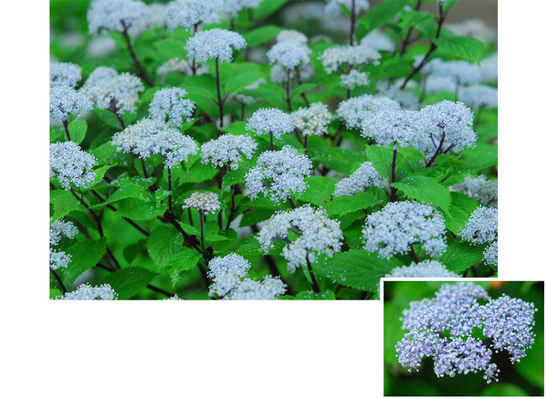 六甲高山植物園 梅雨を彩る優しい香り六甲山自生 コアジサイの花が見頃です