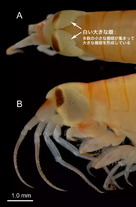 種子島沖から“巨大な眼”を持つ新種を発見！水深1,200mの暗闇に生きる甲殻類「オオメダマヨコエビ」