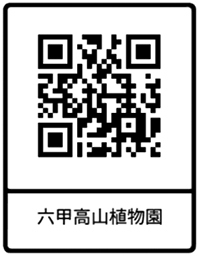 六甲高山植物園 日本の里山に咲く固有種ササユリが咲きました！