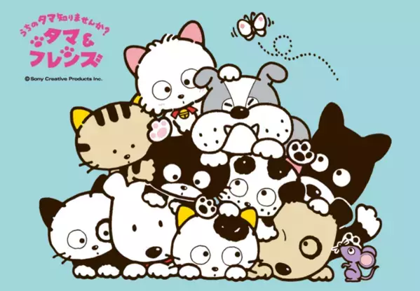 「タマ＆フレンズ～うちのタマ知りませんか？～」6月28日はタマの誕生日！～公式EC先行アイテム発売、限定ノベルティ配布、壁紙配信、LINEスタンプも登場！～