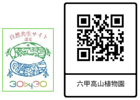 六甲高山植物園 シーボルトが紹介した幻のアジサイシチダンカ見頃＆アジサイ園期間限定公開中！