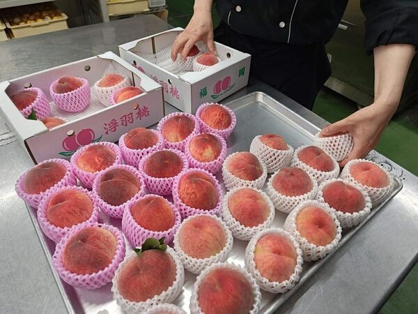 北九州・千草ホテル、毎年完売の「うきはの桃まるごとパルフェ」を7/1より提供　料理長が五感で見極める”完熟桃”を贅沢に一玉使用