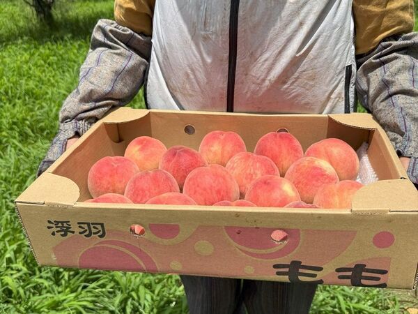 北九州・千草ホテル、毎年完売の「うきはの桃まるごとパルフェ」を7/1より提供　料理長が五感で見極める”完熟桃”を贅沢に一玉使用