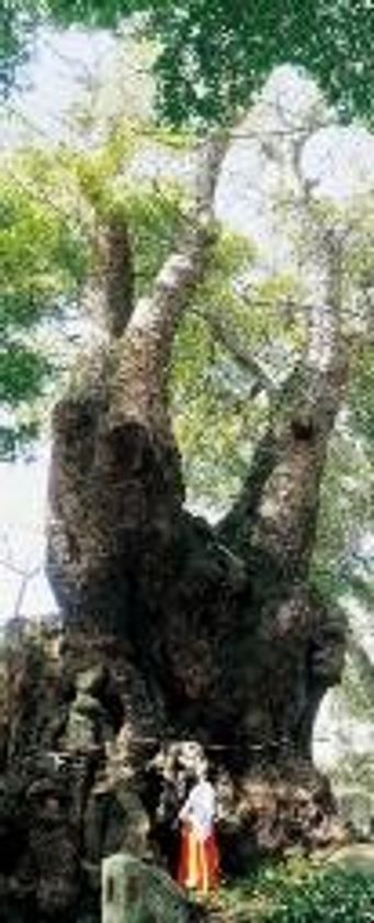 暑い季節に食べてほしい熱海土産！黒麦まんじゅう本舗より、毎年大好評の、ほどよい甘さとしょっぱさの「塩まんじゅう」を7/3(金)より販売開始！
