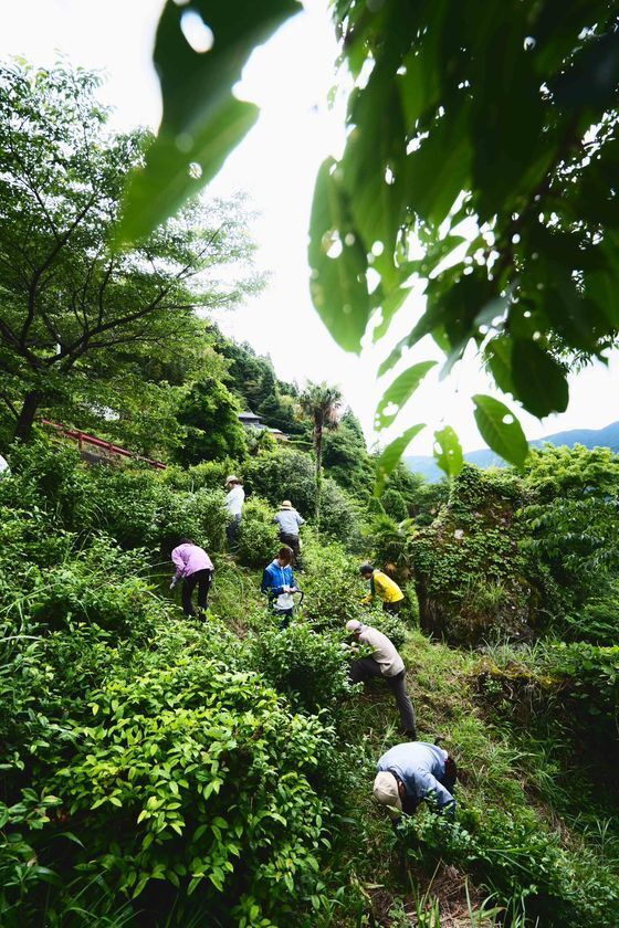 生産者の平均年齢75歳 後継者ほぼゼロ　消えゆく阿波晩茶　若者の収穫体験5年で4倍　阿波晩茶 収穫体験ツアー7/24～26開催