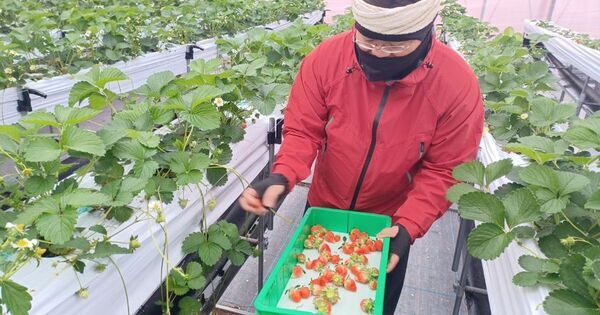 スマート農業を推進する愛媛県のプロジェクト「トライアングルエヒメ2.0」にグリーンが継続採択