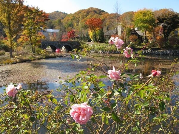 軽井沢レイクガーデンサマーシーズン＆オータムシーズンサマーシーズンは、ユリやスイレン等、夏の草花と、バラの2番花が見ごろを迎えます。