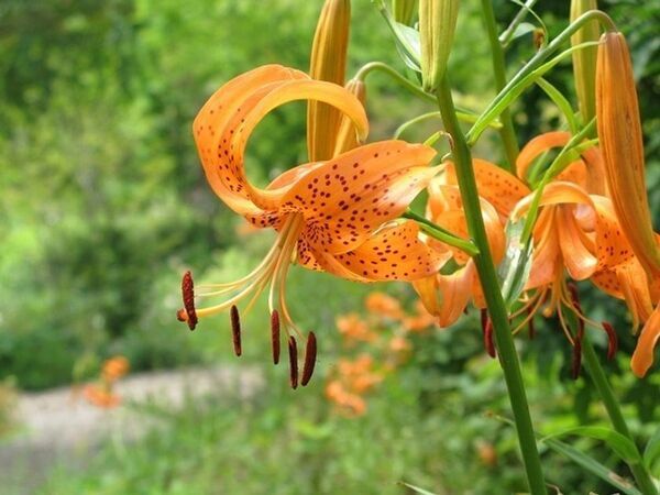 軽井沢レイクガーデンサマーシーズン＆オータムシーズンサマーシーズンは、ユリやスイレン等、夏の草花と、バラの2番花が見ごろを迎えます。