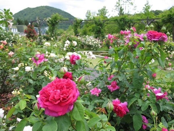 軽井沢レイクガーデンサマーシーズン＆オータムシーズンサマーシーズンは、ユリやスイレン等、夏の草花と、バラの2番花が見ごろを迎えます。