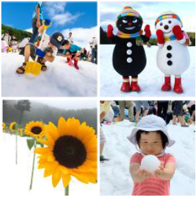 真夏の雪上にひまわり150本！六甲山アスレチックパークGREENIA（グリーニア）「真夏の雪まつり」7月18日（土）オープニングイベント開催！
