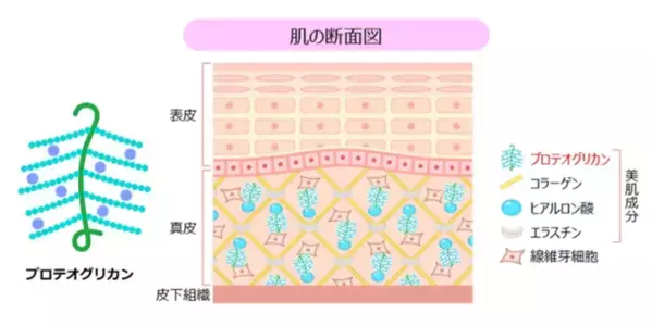 睡眠と肌にアプローチする美の新習慣。寝ている間にキレイを育む　機能性表示食品「おやすみキレイ」が7月15日発売～肌弾力維持をサポートする「全層保水型プロテオグリカン®※1※2」を配合～