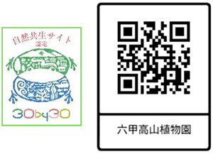 六甲高山植物園 一面に広がる黄色の花畑約2,000株の「ニッコウキスゲ」が見頃です！