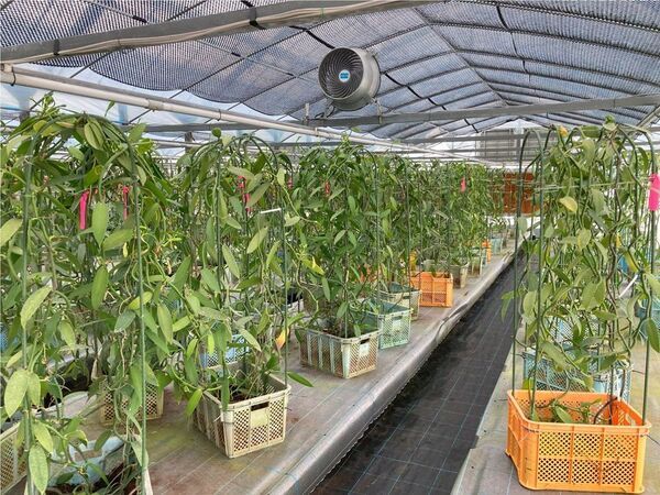九州産天然バニラの生産および事業化に向けた実証試験を推進― スマート農業技術を用い、バニラビーンズの生産に成功 ―