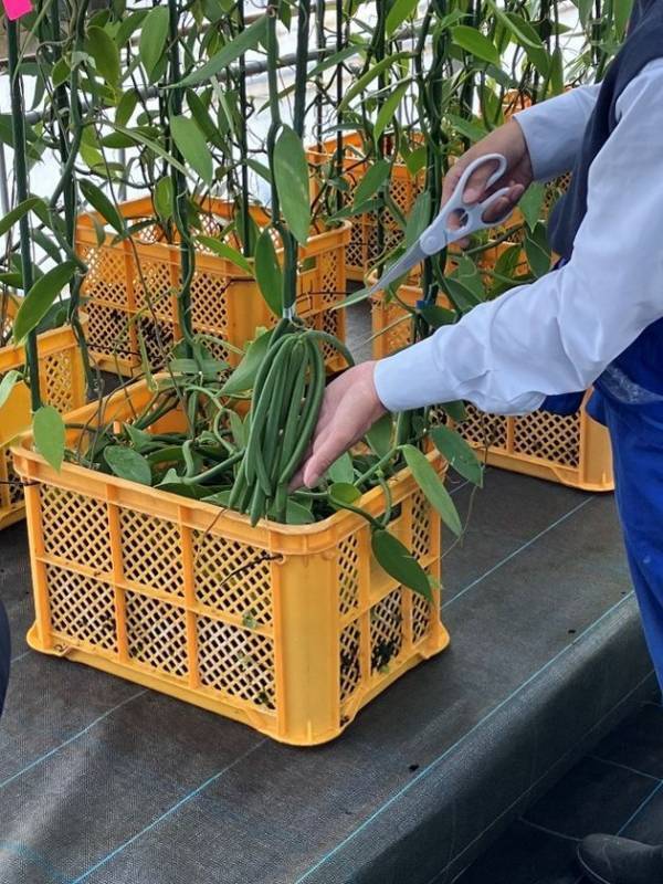 九州産天然バニラの生産および事業化に向けた実証試験を推進― スマート農業技術を用い、バニラビーンズの生産に成功 ―