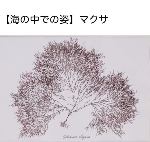 料理に使われた“海のめぐみ”が海の中ではどんな姿をしているのか、調べてみよう！第47回夏休み塩の学習室「さぐってみよう！海のめぐみ2026」たばこと塩の博物館(東京・墨田区)で2026年7月18日(土)～8月23日(日)開催！
