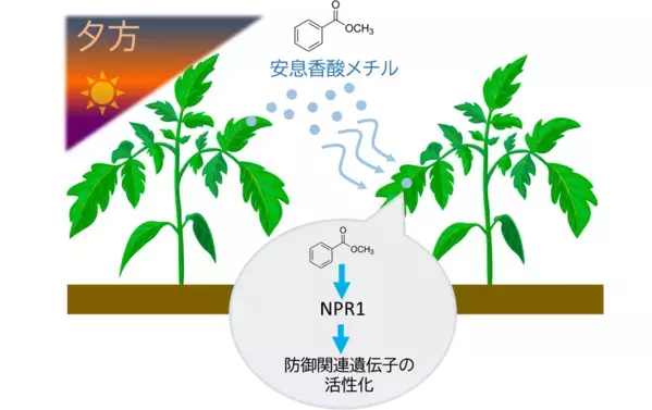 植物は夕方に「香り」で防御態勢を整える―植物間コミュニケーションを担う新たな空気中シグナルを発見―