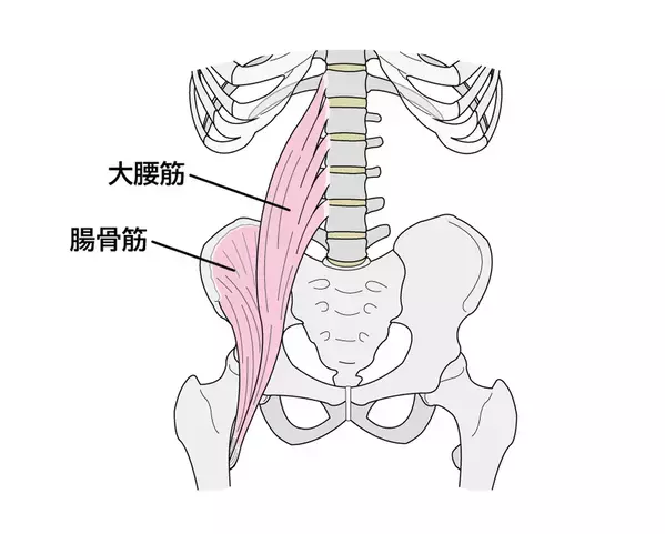 デスクワーク時代の姿勢を「腸腰筋」から解説　理学療法士・土屋 元明がテレビ朝日系番組に出演