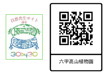 六甲高山植物園カサブランカのもとになった日本固有種ユリの女王 ヤマユリが見頃です！