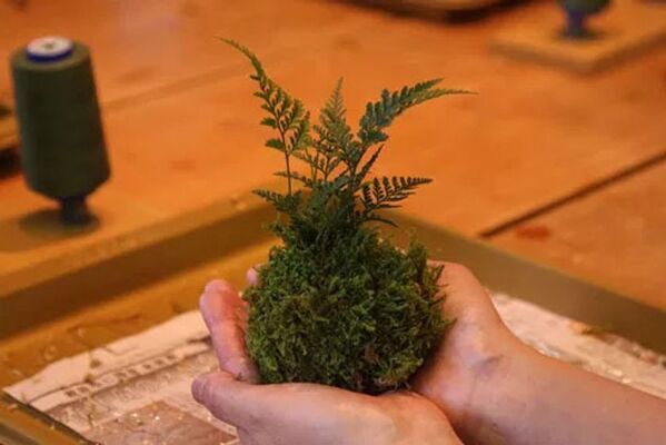 未来の奥入瀬を、今日体験する1日限定「奥入瀬自然博物館 完全交通規制Day」4つの特別ツアーを予約開始