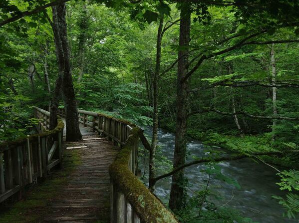 未来の奥入瀬を、今日体験する1日限定「奥入瀬自然博物館 完全交通規制Day」4つの特別ツアーを予約開始