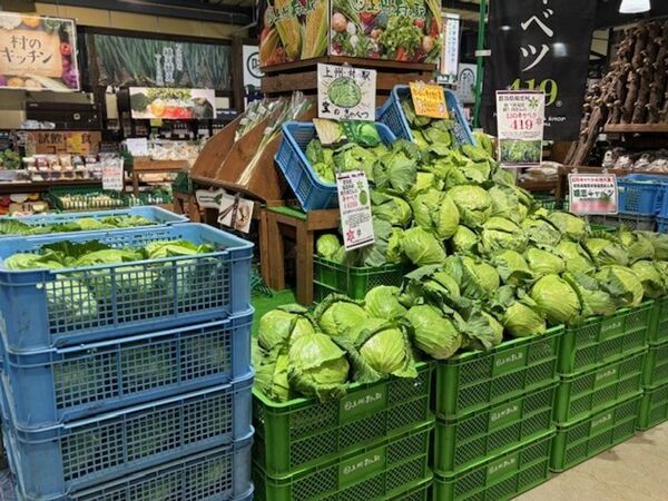 「幻のキャベツ」嬬恋キャベツ419が主役です！今年の夏は、キャベツだらけ　群馬県渋川市 上州・村の駅「キャベツパニック」開催！