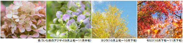 ROKKO森の音ミュージアムSIKIガーデンAutumn Season紅葉の見頃は10月下旬～11月下旬2026年8月29日（土）～11月30日（月）